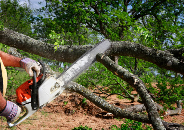 Best Fruit Tree Pruning  in Spanish Fork, UT